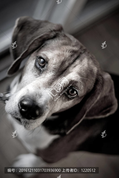 比格獵犬的肖像