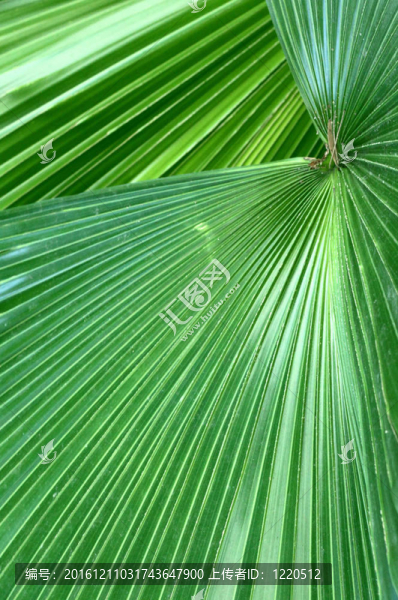 樹葉細(xì)節(jié)的背景