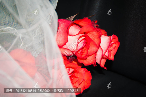 月季花