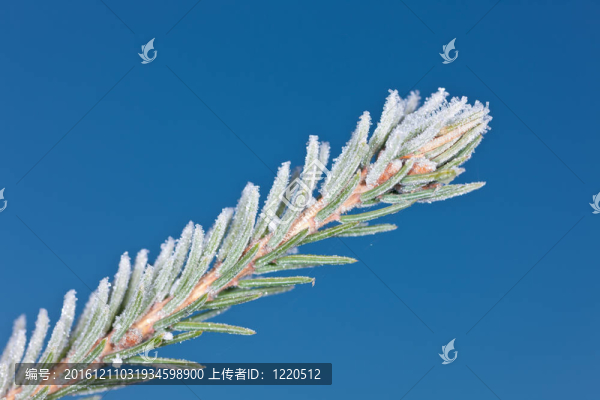 枝霜
