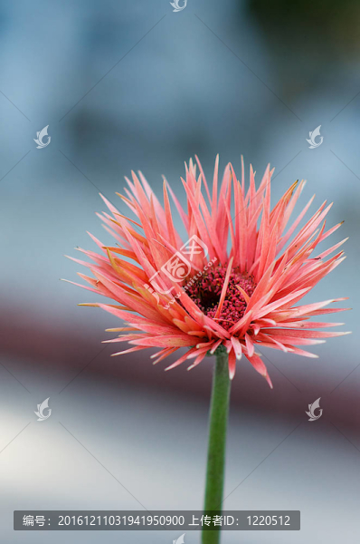 紅色的雛菊花一樣的拍攝背景虛化效果