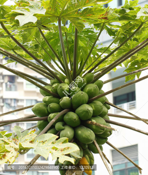 木瓜樹(shù)