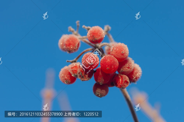 漿果對(duì)抗天空