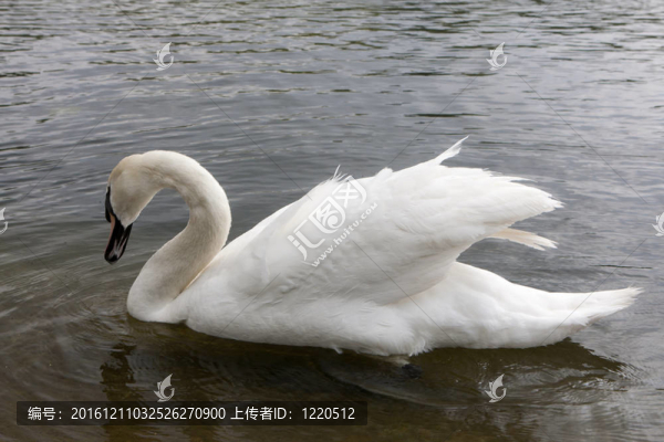 White,Swan在湖心島的海德公園；在英國。
