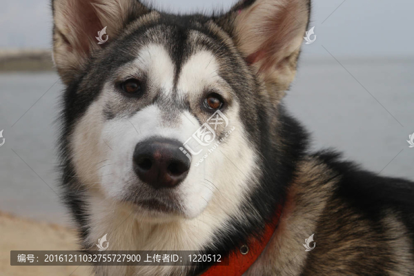 年輕的阿拉斯加雪橇犬的畫像