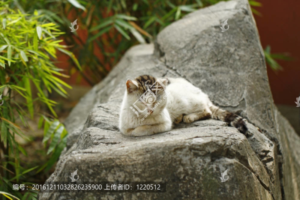 睡貓?jiān)趲r石上