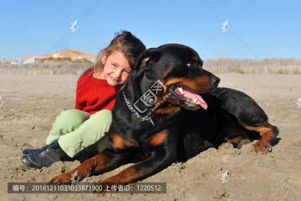 海灘上的羅特韋爾犬和孩子