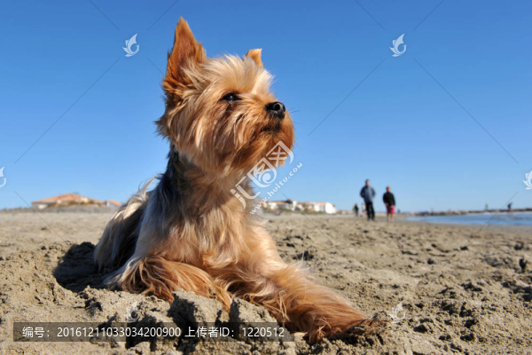約克郡犬在海灘上