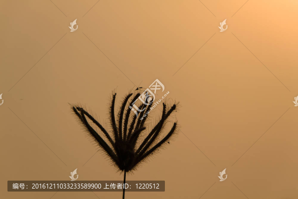 剪影的草