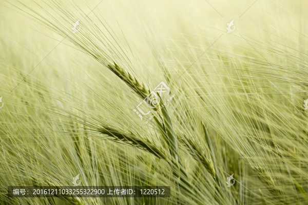 夏季有機(jī)綠粒細(xì)節(jié)
