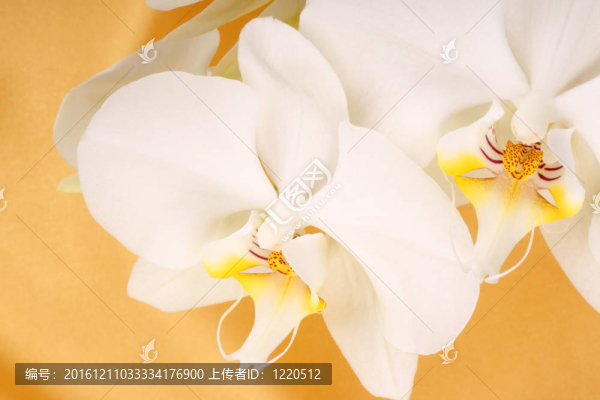 Phalaenopsis,Aphrodite（Moon,Orchid）