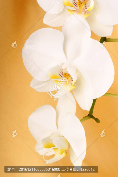 Phalaenopsis,Aphrodite（Moon,Orchid）