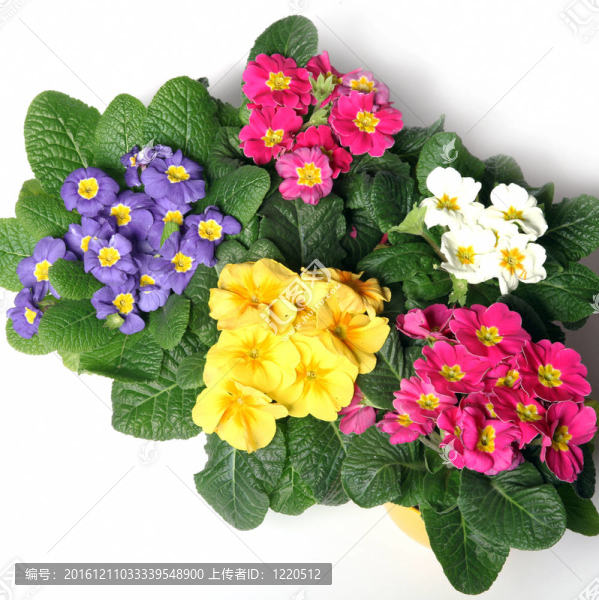 從頂上五顏六色的櫻草花