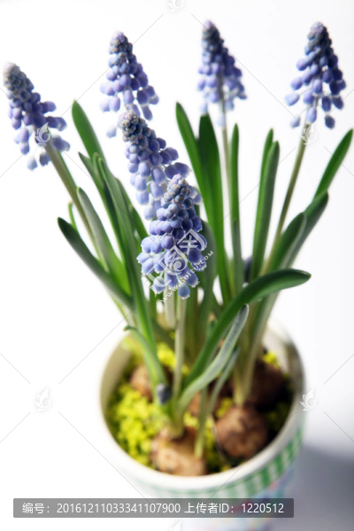在一個(gè)豐富多彩的壺薰衣草特寫(xiě)