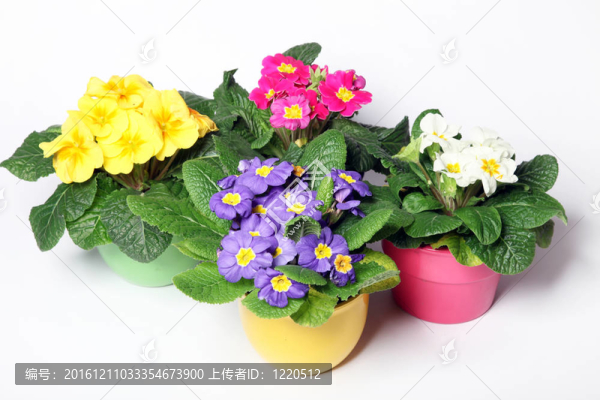 在豐富多彩的盆報(bào)春花