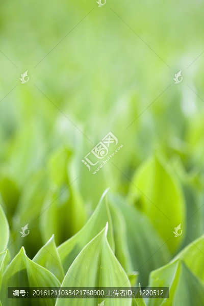 鮮綠色的樹葉
