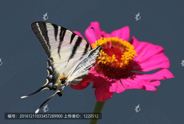 蝴蝶花