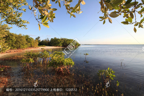 大西洋紅樹林。吉耶爾莫島。古巴.