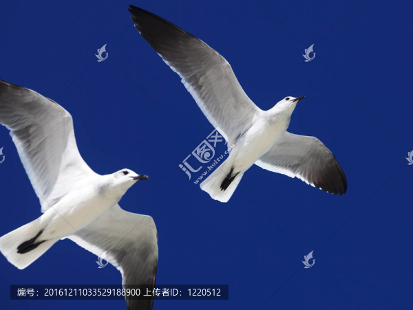 大黑背鷗（Larus,marinus）