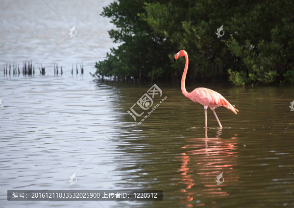 美洲紅鸛（Phoenicopterus,ruber）