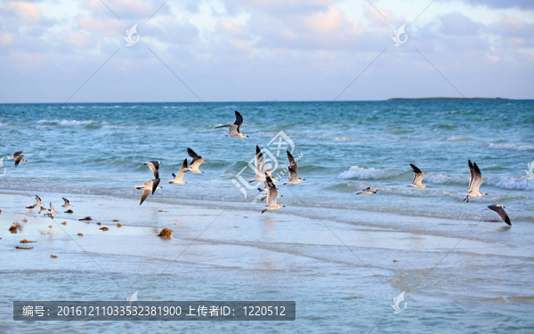 大黑背鷗（Larus,marinus）
