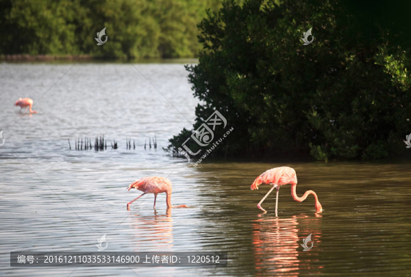 美洲紅鸛（Phoenicopterus,ruber）