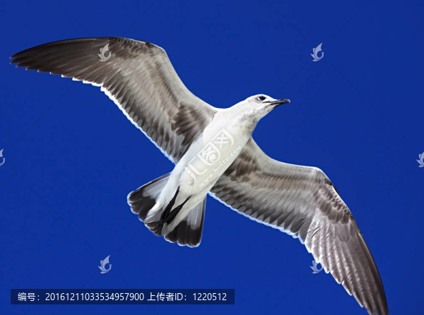 大黑背鷗（Larus,marinus）