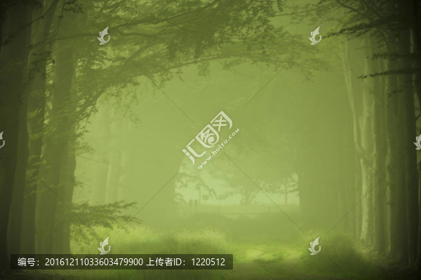迷霧中的綠色森林