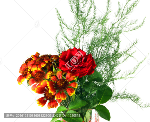 Gaillardia與紅玫瑰