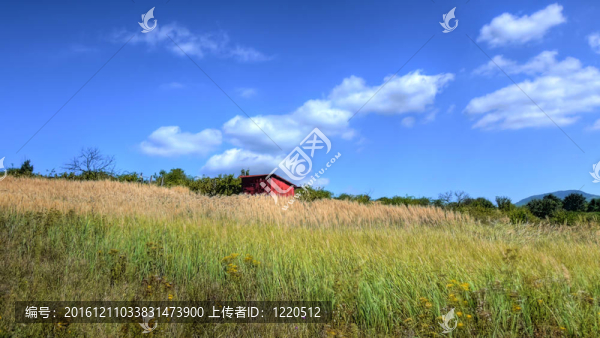雜草叢生的葡萄園