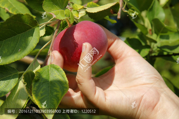 從樹(shù)上摘下一個(gè)美麗的紅蘋果