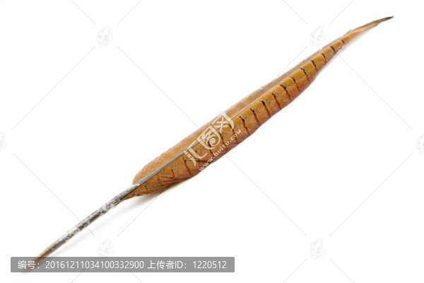 雉尾羽