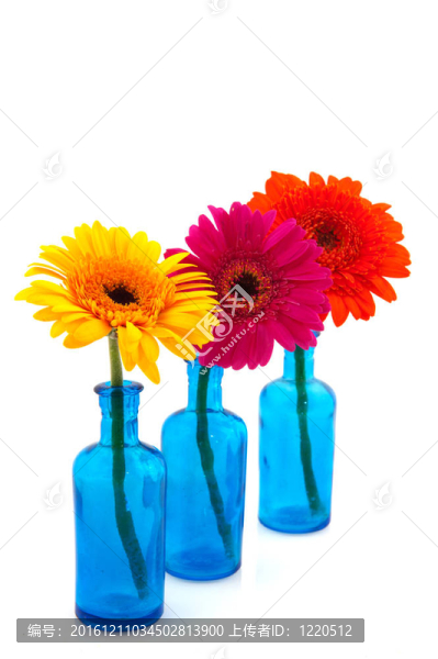 一排藍(lán)色玻璃花瓶與多姿多彩的格伯