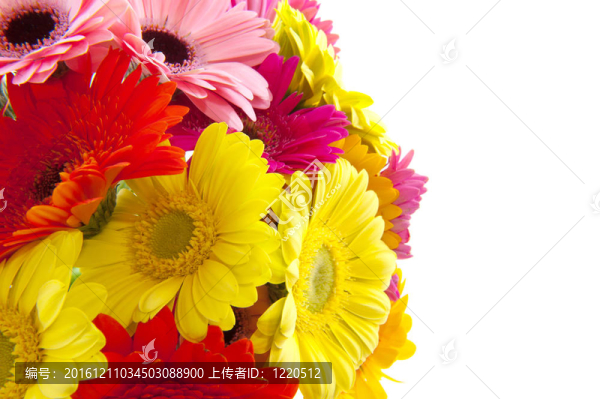 豐富多彩的Gerber的花束