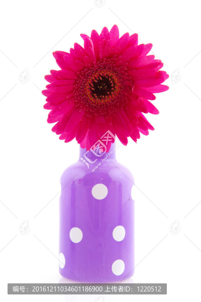 歡快的紫色點(diǎn)綴花瓶Gerber,flower
