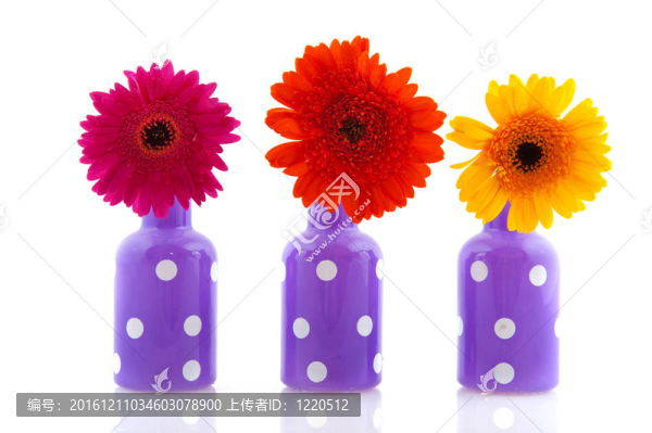 歡快的紫色點綴花瓶花與格伯