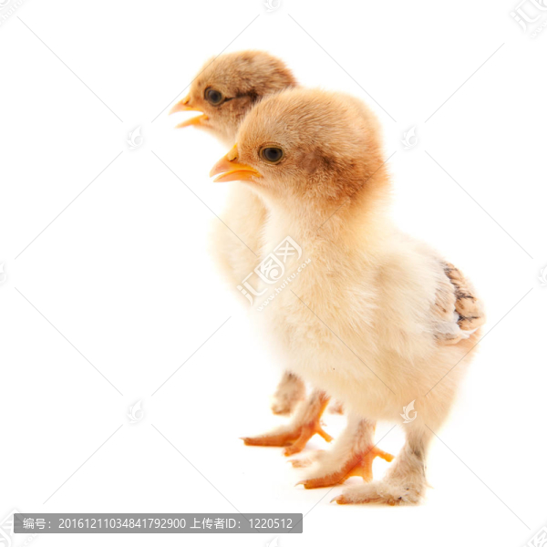 小雞