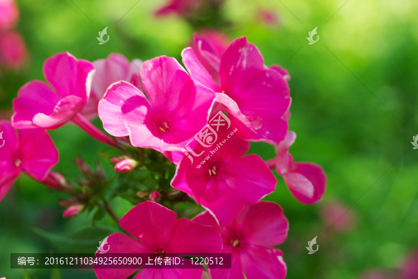 Blooming,Phlox九里香；花蔥