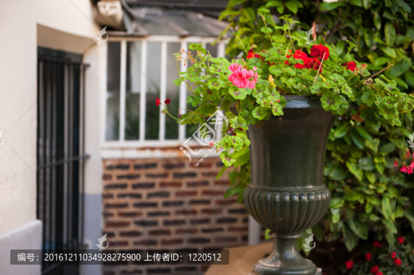 Pelargonium的花盆