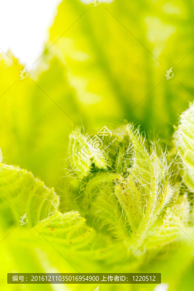 植物葉片特寫。
