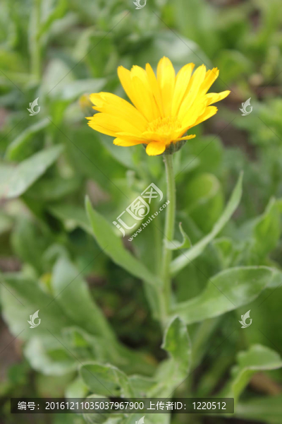 橙色金盞花