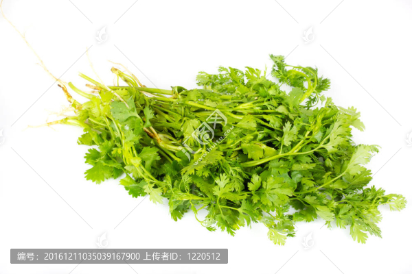 鮮芫荽（香菜）草本植物，孤立在白色背景
