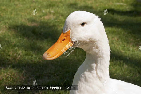 白鴨頭
