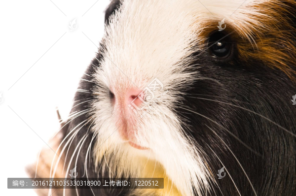 豚鼠