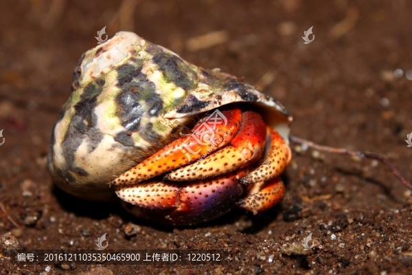 寄居蟹在圣基茨島