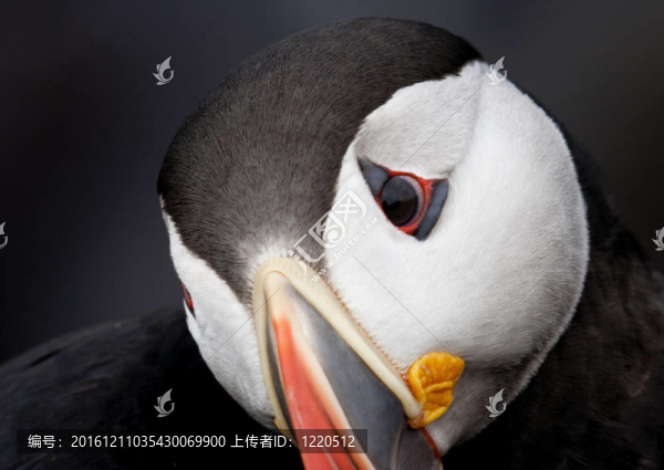 好奇的海雀