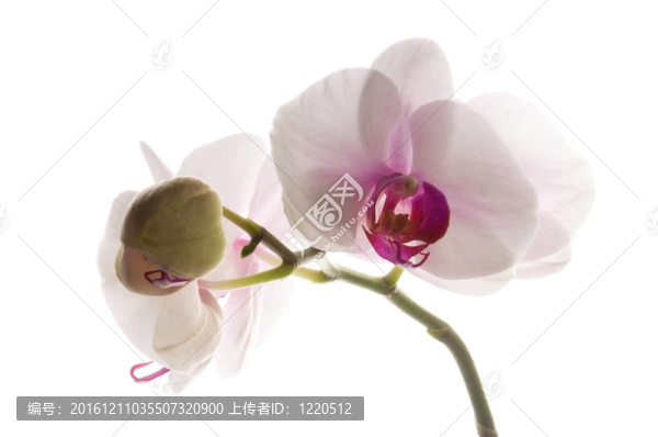 白蘭花白
