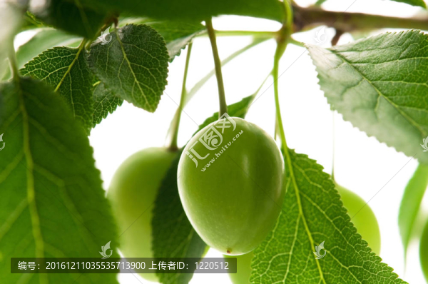 種植青梅