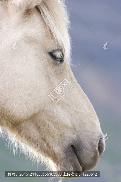 白色的冰島馬