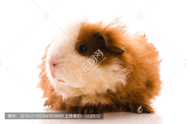 寶貝豬豬
